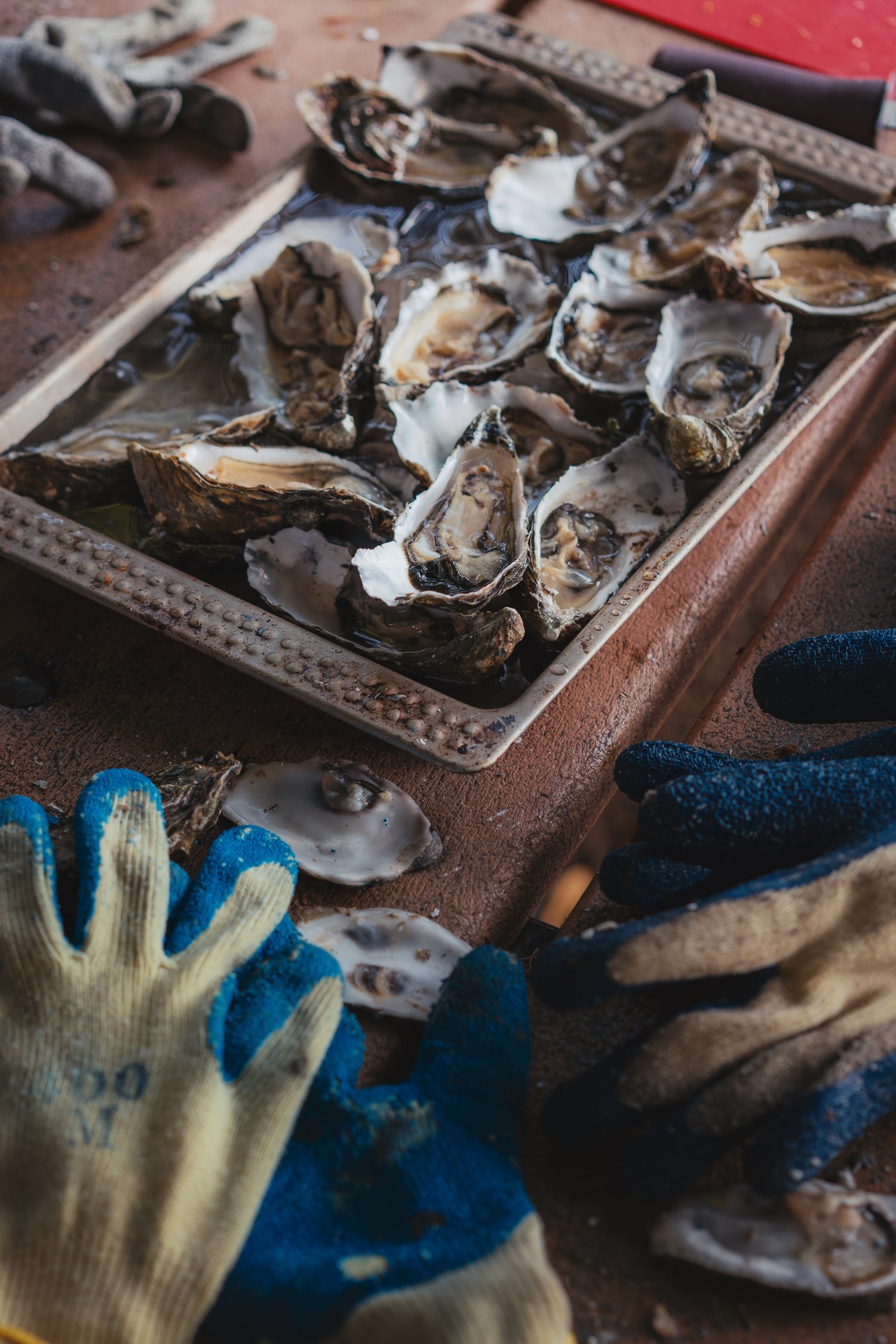 Mussels & Oysters