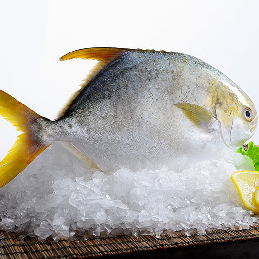 Wild Golden Pomfret Frozen