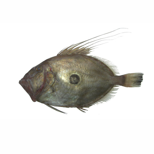 John Dory Fillets