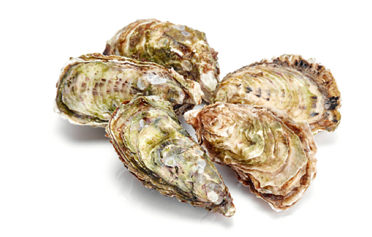 Closed Live Oysters (Dozen)