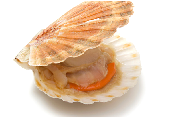 Scallops