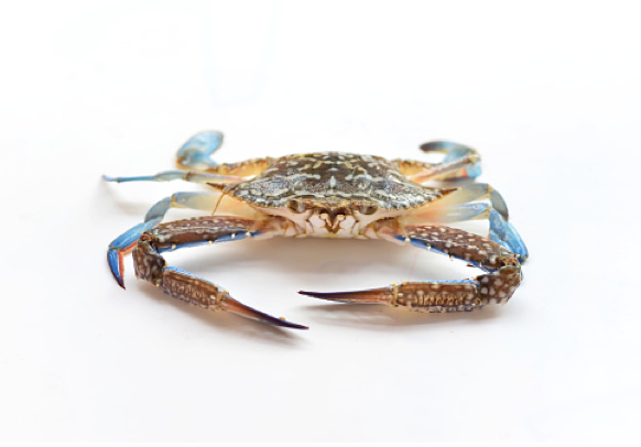 Soft Shell Crab Frozen