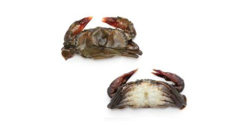 Soft Shell Crab Frozen – Tasmanian Pacific Oyster Co.