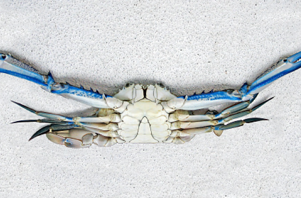 Blue Swimmer Crab per piece