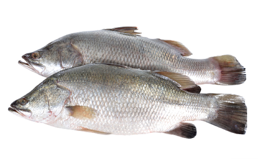 Barramundi Whole Large Australian