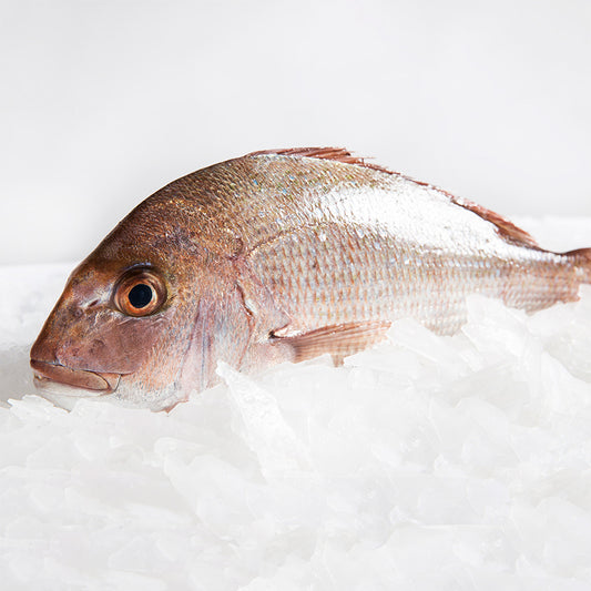 Australian Baby Snapper Frozen