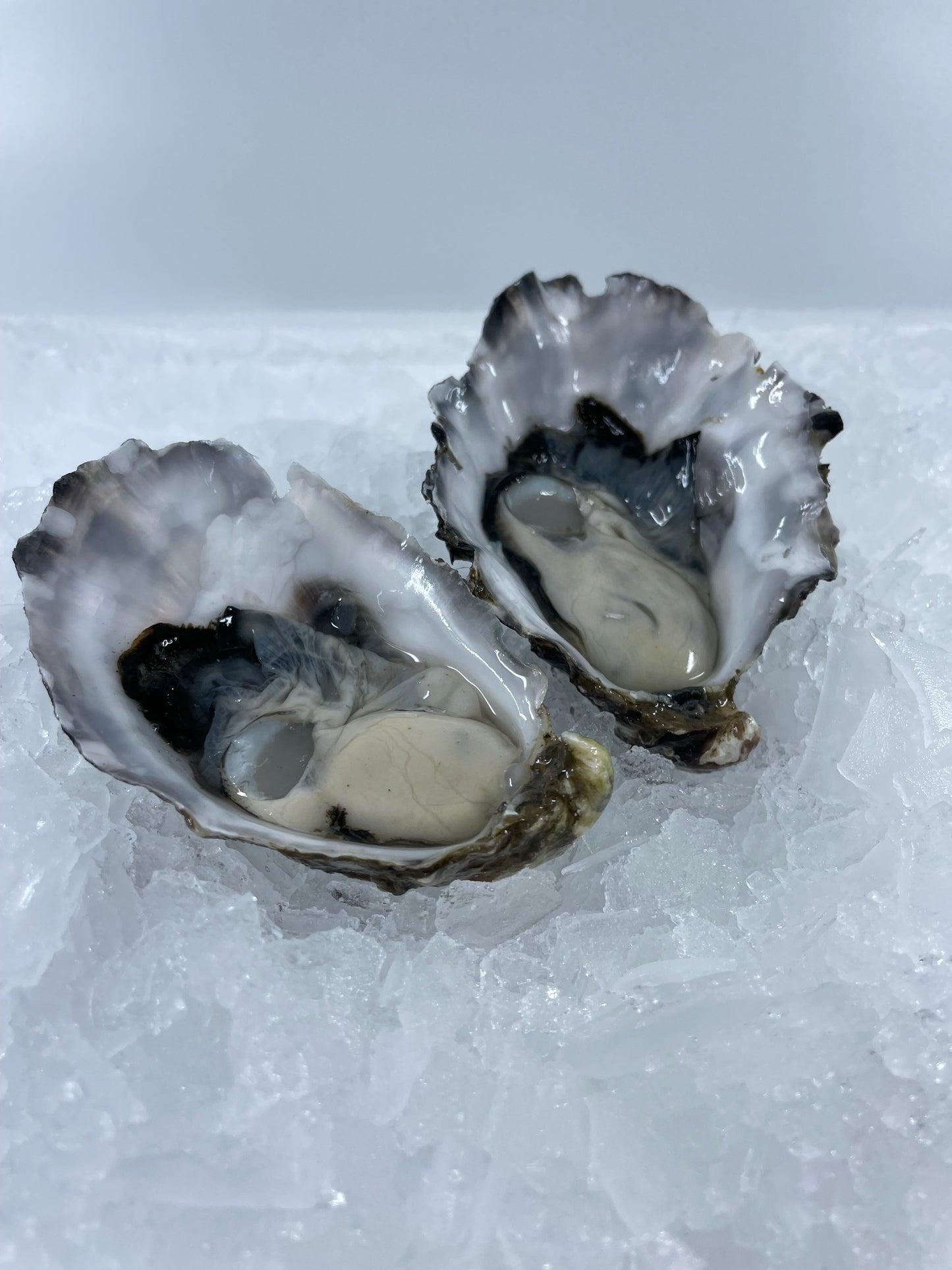 Live Open Oysters (Dozen)