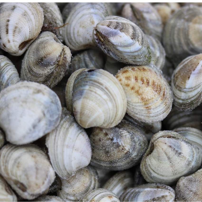 Vongole Clams (Frozen)